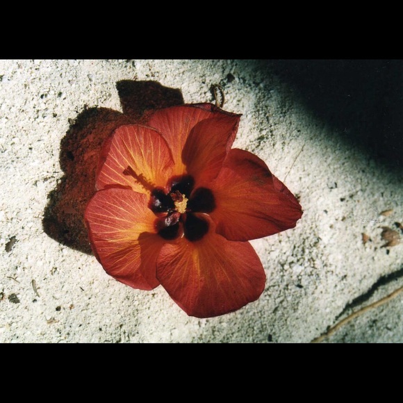 Meet your Posher, Amanda - Picture 1 of 1